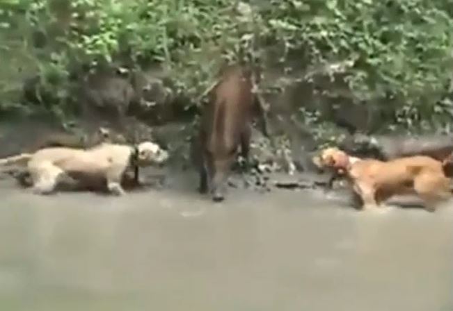 CLIP: Kinh hãi trước màn thủy chiến của 3 con chó Pitbull và lợn rừng