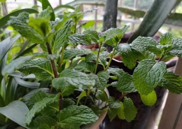 4 loại 'hoa đẹp' đuổi muỗi 'kỳ cựu', trồng một chậu ngoài ban công, muỗi không dám bén mảng