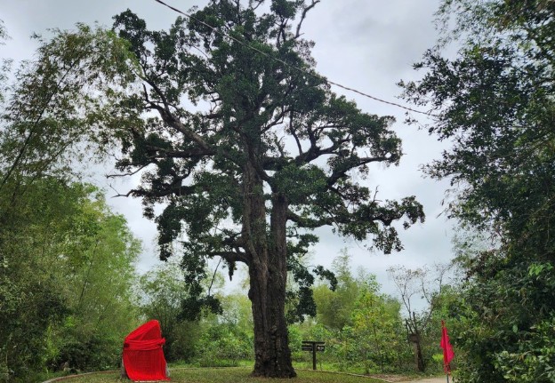 C&#xE2;y r&#x1ECF;i m&#x1EAD;t h&#x1A1;n 500 tu&#x1ED5;i &#x1EDF; Qu&#x1EA3;ng Nam &#x111;&#x1B0;&#x1EE3;c c&#xF4;ng nh&#x1EAD;n l&#xE0; C&#xE2;y di s&#x1EA3;n Vi&#x1EC7;t Nam