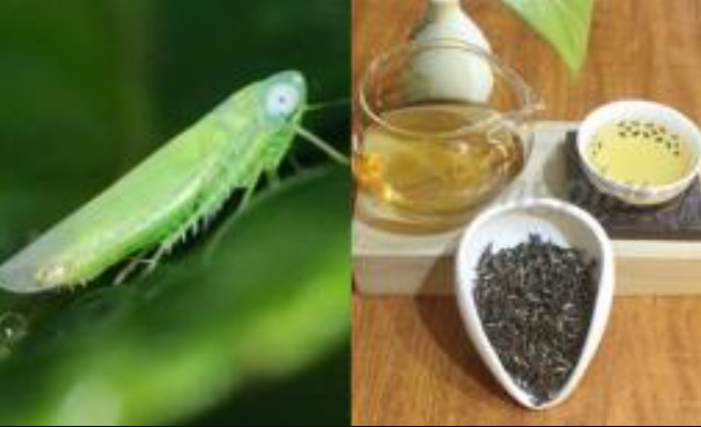 Loại trà quý hiếm bậc nhất, giá tăng gấp 13 lần 'càng bị bọ ăn càng đắt', Việt Nam may mắn có vài tỉnh trồng được