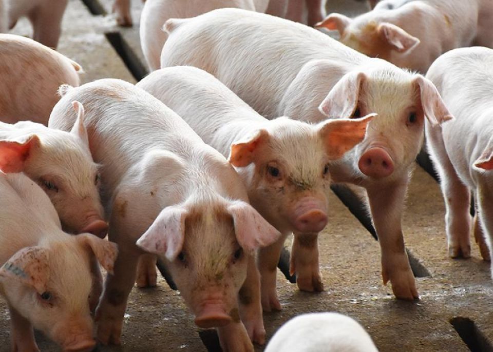 Giá heo hơi ngày 24/2/2025: Đà tăng tiếp diễn trên cả ba miền