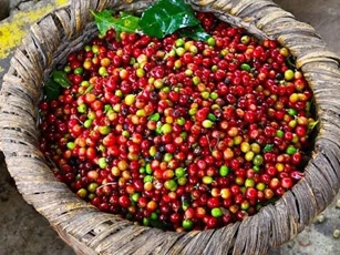 Giá nông sản ngày 24/2/2025: Cà phê, hồ tiêu giữ mức cao, không biến động