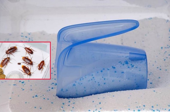Cách diệt gián từ bột giặt và cơm nguội hiệu quả mà rất ít người biết