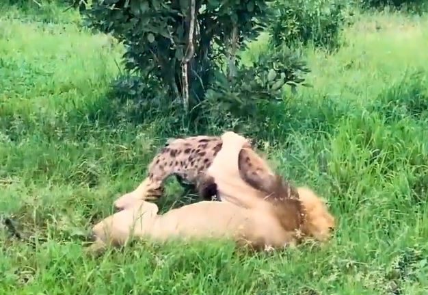 CLIP: Linh cẩu ăn phải 'gan hùm', đại chiến với sư tử và cái kết gây chú ý