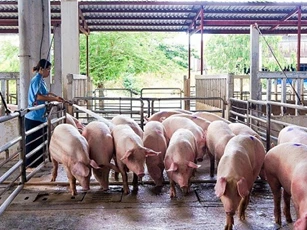 Giá heo hơi ngày 25/2/2025: Tăng mạnh, chạm mốc 78.000 đồng/kg