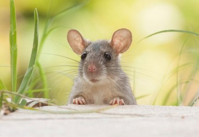 4 con giáp may mắn nhất ngày 29 tháng Giêng âm lịch (thứ tư, 26/2/2025)