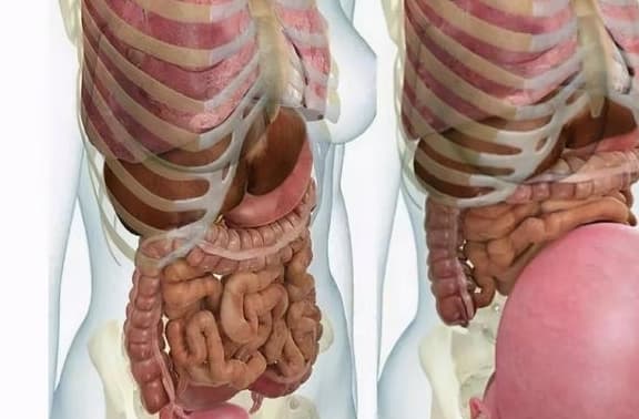 Bụng phụ nữ ngày càng lớn sau khi mang thai, vậy các cơ quan nội tạng ở đâu? Đây là bức tranh để bạn hiểu sự hy sinh của người phụ nữ