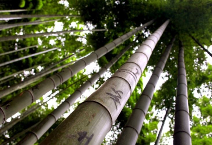 Vật liệu xây dựng sử dụng cây họ tre được cấp bằng độc quyền sáng chế