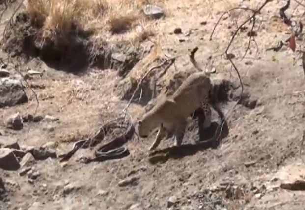 CLIP: Báo hoa mai 'tung chiêu', tóm gọn trăn đá châu Phi trong vòng '1 nốt nhạc'