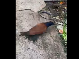CLIP: Màn săn mồi chớp nhoáng của bìm bịp, rắn hổ hành bỏ mạng trong tích tắc