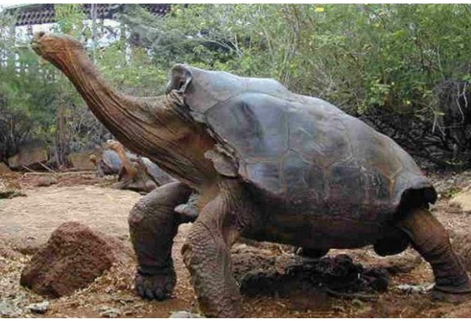 Tại sao con người chỉ có thể sống được 80 năm, nhưng rùa có thể sống được 200 năm?