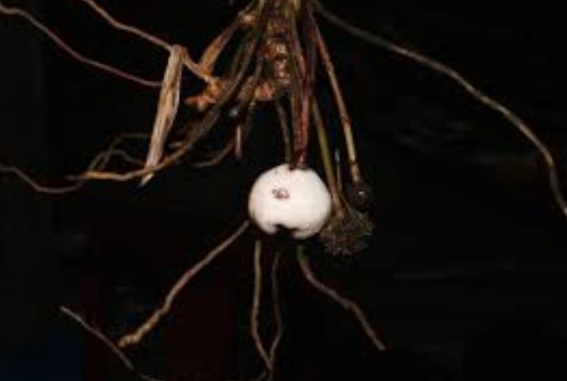 Loài cây có bề ngoài giống củ tỏi, cả thế giới chỉ tìm thấy duy nhất trên lãnh thổ Việt Nam