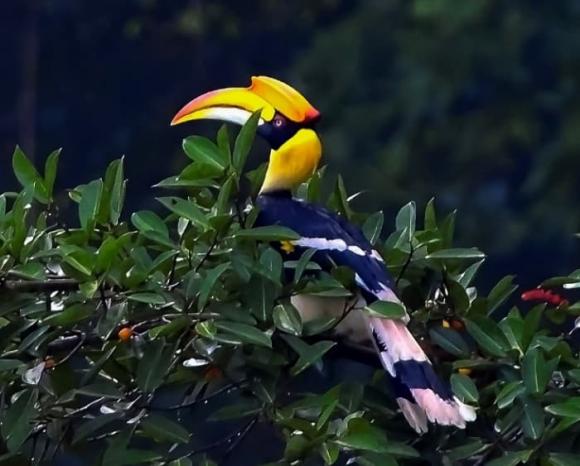 Loài chim quý của Việt Nam có mỏ đắt gấp 3 lần ngà voi, giá 150 triệu/kg: Nằm trong nhóm một Sách đỏ