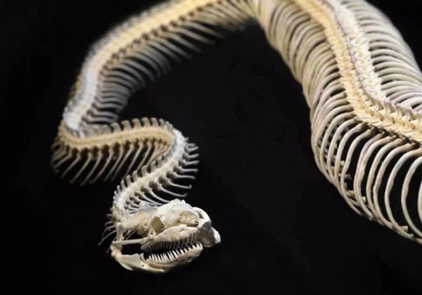 Kinh hãi 3 “quái xà” đã tuyệt chủng hàng triệu năm trước