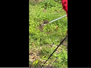 CLIP: Rắn hổ mang chúa hung hăng tấn công khi bị vây bắt