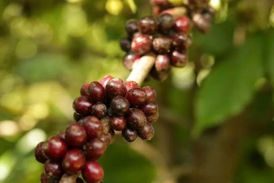 Giá nông sản ngày 28/2/2025: Cà phê bật tăng trở lại, hồ tiêu ổn định 