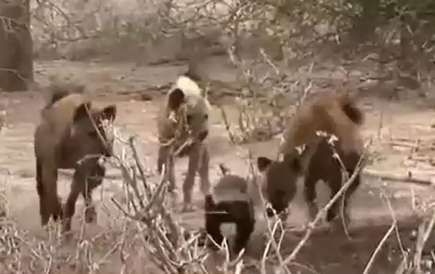 CLIP: Một mình đối đầu với một con linh cẩu, lửng mật vẫn thắng thế ngoạn mục 