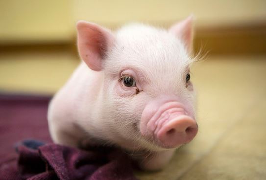 &#x110;&#x1EA7;u th&#xE1;ng 3, sinh kh&#xED; tr&#xE0;n &#x111;&#x1EA7;y, 4 con gi&#xE1;p sau &#x111;&#xE2;y s&#x1EBD; c&#xF3; t&#xE0;i l&#x1ED9;c d&#x1ED3;i d&#xE0;o, s&#x1EF1; nghi&#x1EC7;p su&#xF4;n s&#x1EBB;