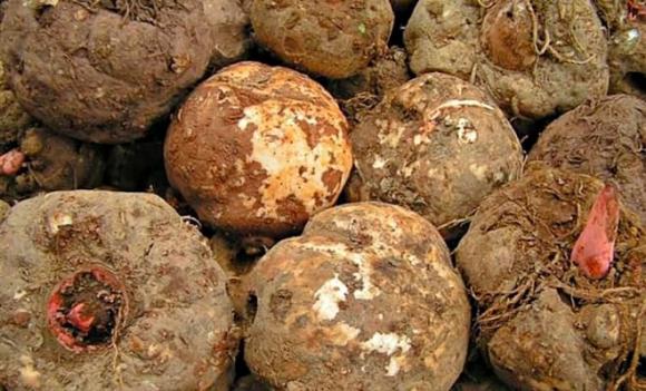 Loại củ ở miền Bắc với tên gọi độc lạ, xưa dùng để 'cứu đói' nay thành đặc sản, ngang giá thịt gà ta