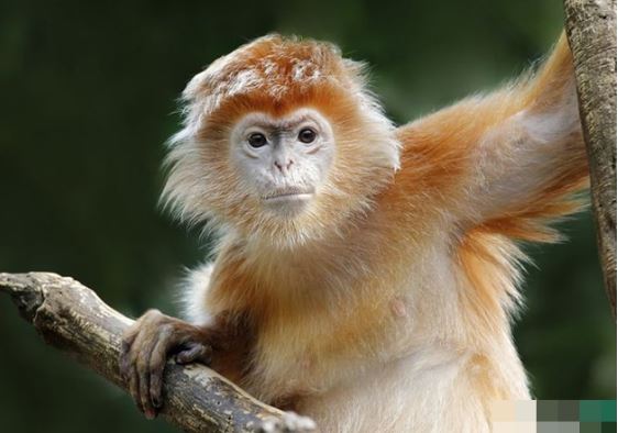 Từ ngày 3/3, 4 con giáp sau đây cần lưu ý những điều này để tránh quyết định sai lầm, bị cám dỗ