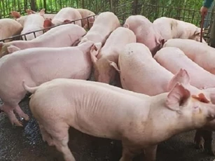 Giá heo hơi ngày 3/3/2025: Tiếp tục tăng cao trên cả ba miền