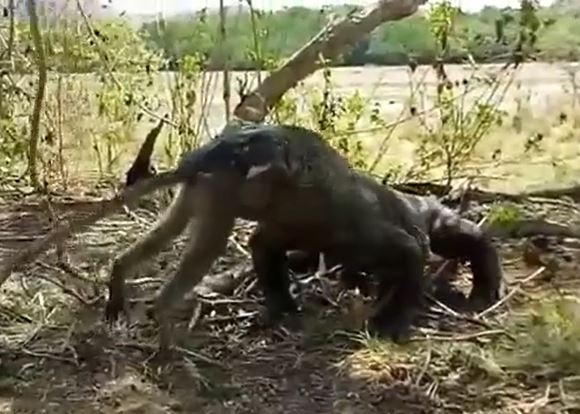 CLIP: Rồng Komodo tóm gọn rồi nuốt chửng khỉ trong vòng 'một nốt nhạc'