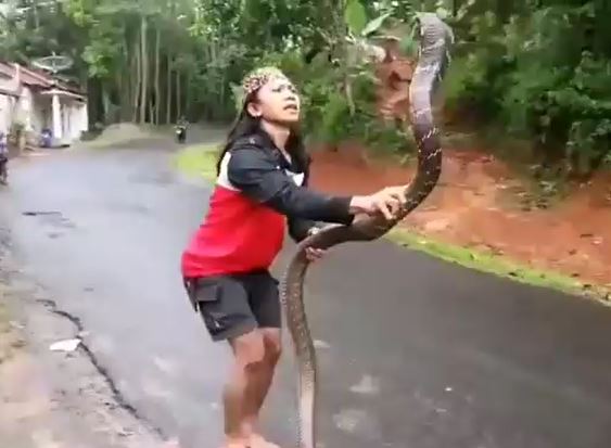 CLIP: Cô gái dùng tay không bắt rắn hổ mang chúa dài 3m và cái kết khiến người xem 'sốc' nặng