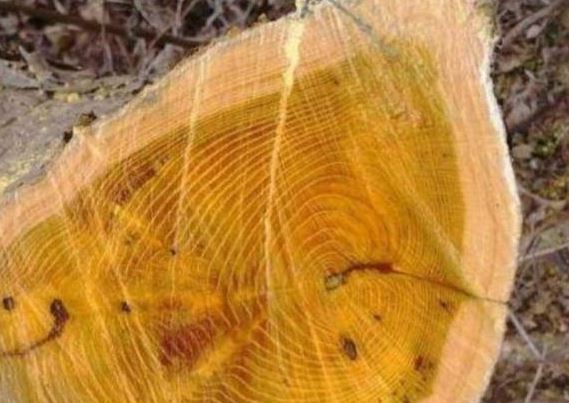 Loại gỗ quý 'nhả tơ vàng', 1 cây có giá lên đến 9.000 tỷ đồng nhưng nhiều người không biết, từng bị đốn làm củi