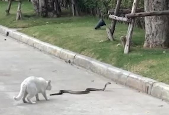 CLIP: Đụng độ mèo, rắn hổ mang chúa vội vã chạy trốn