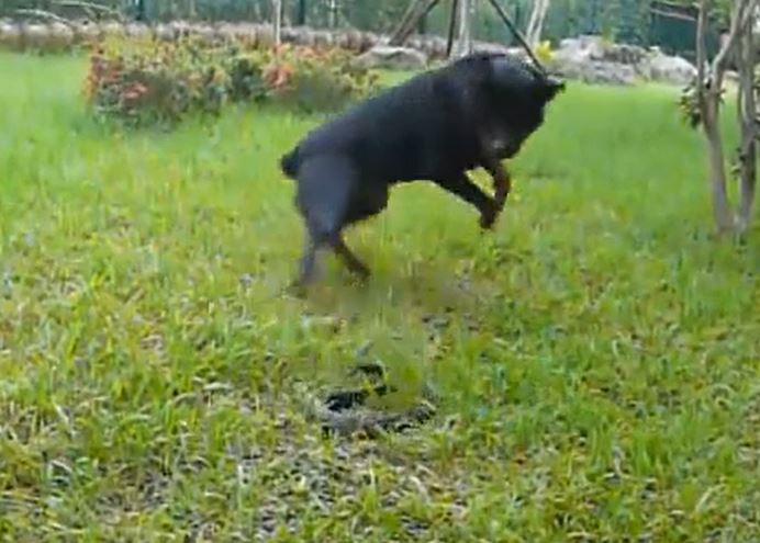 CLIP: Mãn nhãn xem màn tử chiến 'nảy lửa' của chó Rottweiler và rắn hổ mang chúa