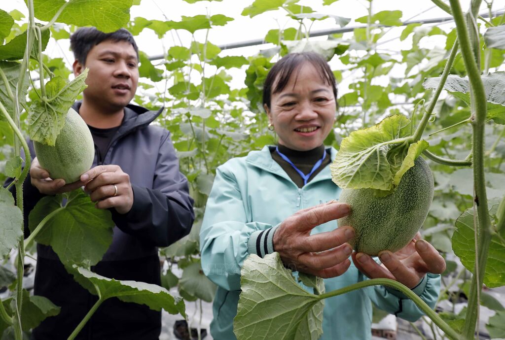 Tận dụng lợi thế, thu hút nhiều nhà đầu tư lớn vào nông nghiệp công nghệ cao