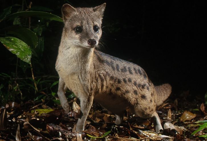 Loài động vật có khả năng giao phối kéo dài đến 8 giờ, nằm trong Sách Đỏ