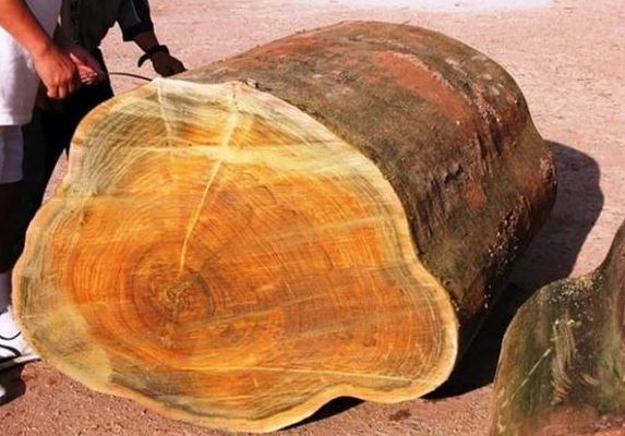 Loại gỗ quý hơn cả 'vàng lộ thiên', hiếm hơn gỗ sưa, giá hàng trăm triệu/m3, bị mafia truy lùng ráo riết