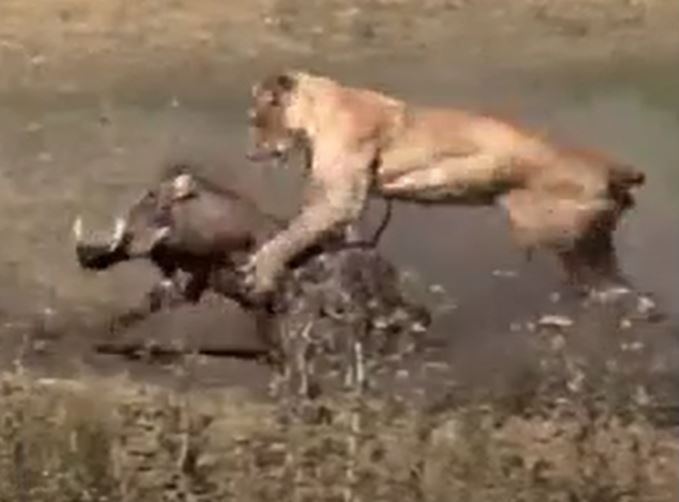 CLIP: Bị sư tử tóm được, lợn bướu vẫn thoát chết ngoạn mục