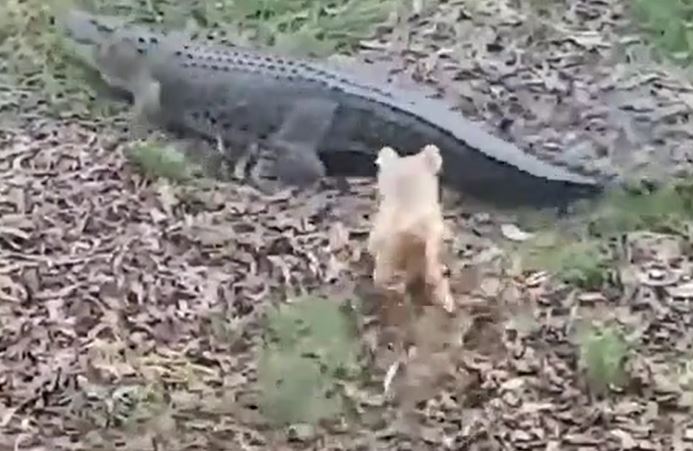 CLIP: Đang nằm nghỉ ngơi, cá sấu 'khủng' bất ngờ bị chó nhà nhỏ bé tập kích và phản ứng gây 'sốc' của chúa tể đầm lầy 