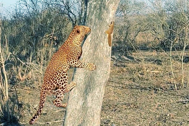 Clip: Sóc nhỏ ranh mãnh biến báo đốm thành 'trò cười'