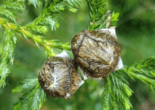 Loại gỗ quý hiếm cả thế giới chỉ 2 quốc gia sở hữu, riêng tại Việt Nam có tới 1.000 cây