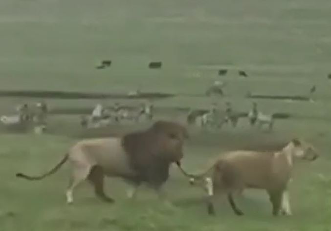 CLIP: Chó nhà ăn phải 'gan hùm', chủ động tấn công 2 con sư tử nhưng hành động của chúa tể đồng cỏ mới 'sốc'