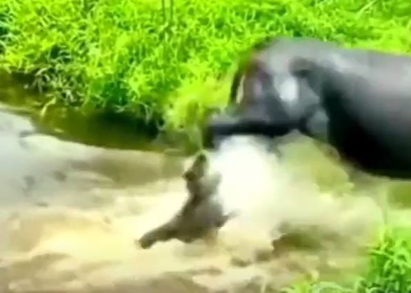 CLIP: Cắn chân trâu, con chó bị đá vỡ mồm