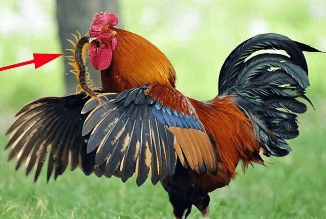 Con rết là một trong 5 loài độc nhất, tại sao nó lại sợ gà trống?