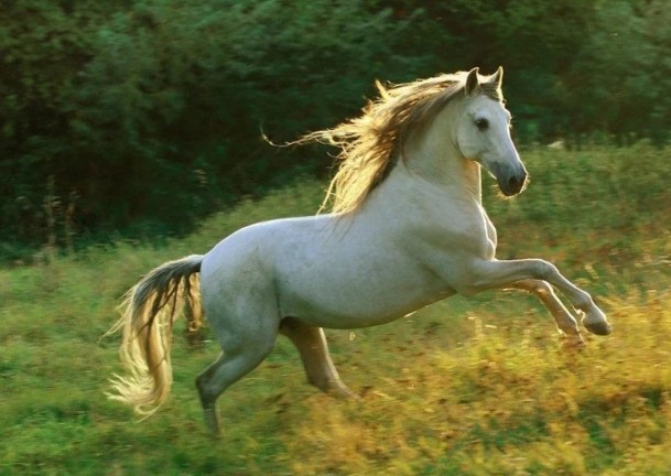 Tử vi tuổi Ngọ tháng 3/2025: Ổn định, cơ hội nở rộ, nhưng cần tỉnh táo