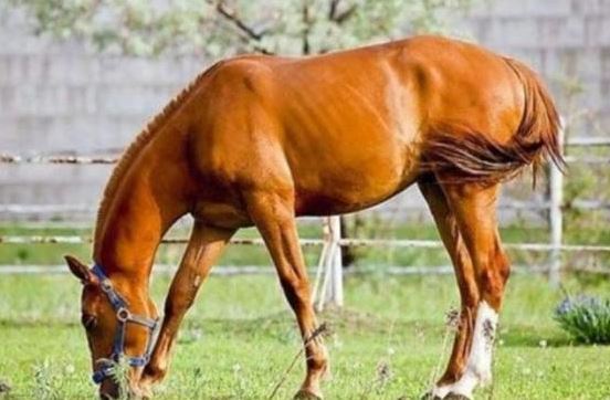 Hé lộ lý do ngựa đứng suốt ngày đêm và không bao giờ nằm ​​ngay cả khi ngủ?