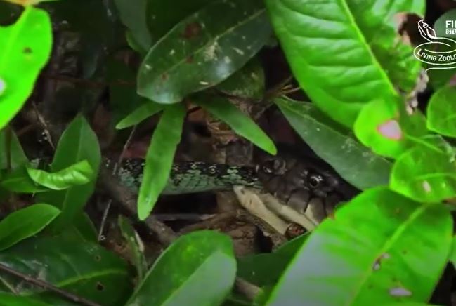 CLIP: Đụng độ rắn hổ mang chúa, rắn Viper Malabar đón nhận cái kết cực kỳ đau đớn