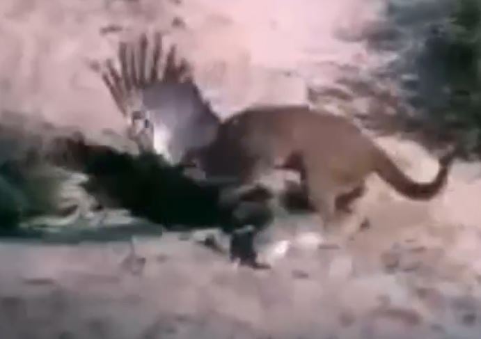 CLIP: Mãn nhãn trước màn đại chiến giành mồi của sư tử núi và đại bàng