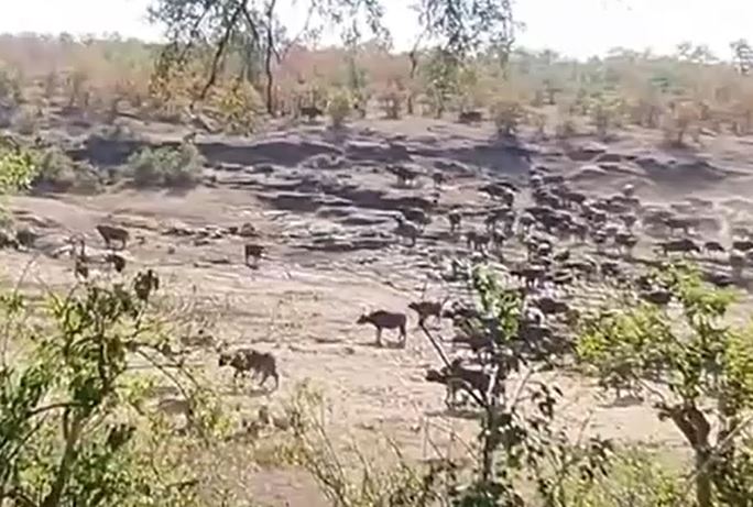 CLIP: Bị cướp con non, 500 con trâu rừng rủ nhau tới 'tính sổ' sư tử và cái kết