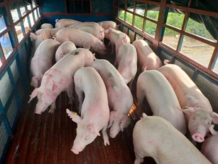 Giá heo hơi ngày 6/3/2025: Xác lập mức đỉnh mới, cán mốc 83.000 đồng/kg