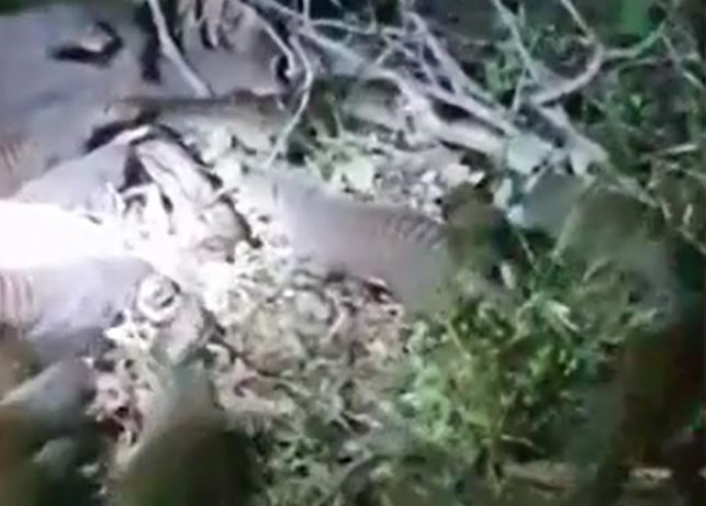 CLIP: Trăn gấm tã tơi thân xác sau khi bị 20 con cầy mangut tấn công