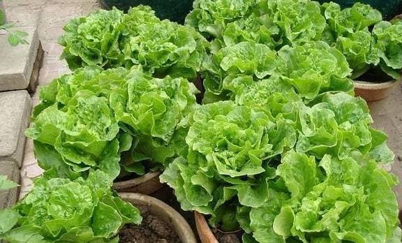 Hai loại 'rau' này thích hợp trồng tại nhà, chỉ cần một can dầu trống là có thể làm được, không lo thiếu rau tươi để ăn