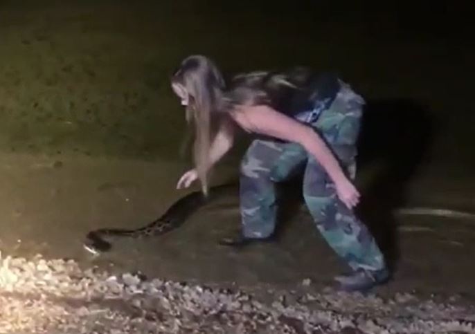 CLIP: Thiếu nữ xinh đẹp dùng tay không bắt trăn Miến Điện và cái kết gây chú ý