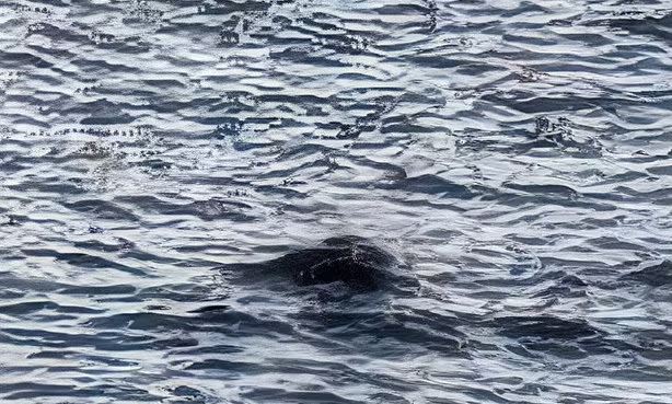 Bằng chứng rõ ràng nhất về Quái vật hồ Loch Ness cho đến nay: Người chứng kiến choáng váng sau khi phát hiện ra một khối màu đen bí ẩn